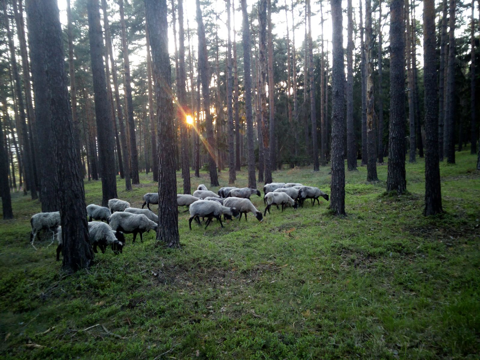 Lesní pastva byla dříve obvyklá, dnes s ní pracují ochranáři.