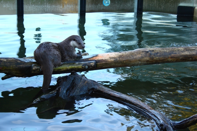 Druhý lednový týden v zoo vypadá jako na jaře