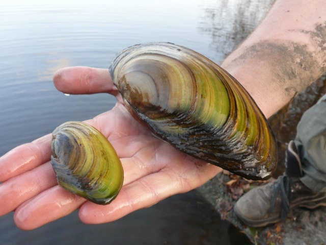 I škeble je třeba chránit!