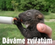 Přispějte zraněným zvířatům, váš dar teď pomůže dvakrát